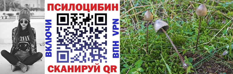 как найти   Нелидово  Псилоцибиновые грибы Magic Shrooms 